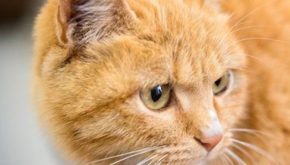 养宠经验：母猫一岁不生猫，桔黄色母猫一岁不造猫