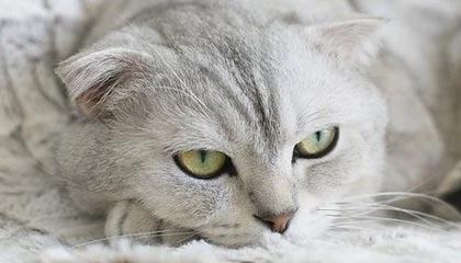 全球各个国家的假期有多少？