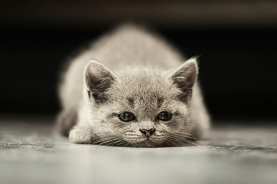 猫的猫藓一天喷几次药，猫癣一天用几次药