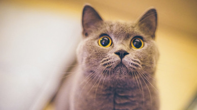 猫的猫藓一天喷几次药，猫癣一天用几次药