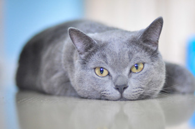 猫的猫藓一天喷几次药，猫癣一天用几次药
