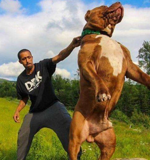 铲屎官牵着比特犬散步，结果比特犬突然发狂，咬住自行车不松口