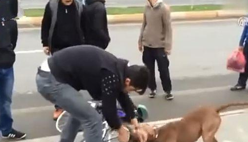 铲屎官牵着比特犬散步，结果比特犬突然发狂，咬住自行车不松口