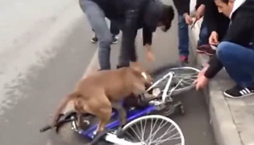 铲屎官牵着比特犬散步，结果比特犬突然发狂，咬住自行车不松口