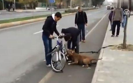 铲屎官牵着比特犬散步，结果比特犬突然发狂，咬住自行车不松口