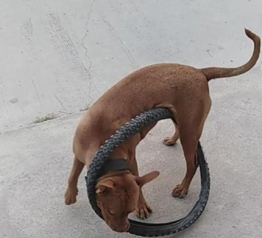 铲屎官牵着比特犬散步，结果比特犬突然发狂，咬住自行车不松口