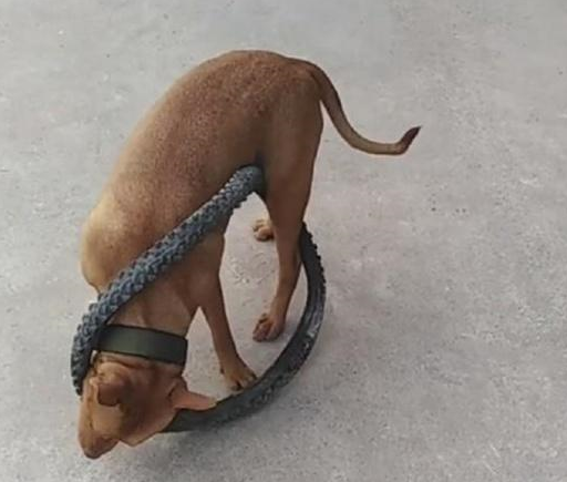 铲屎官牵着比特犬散步，结果比特犬突然发狂，咬住自行车不松口